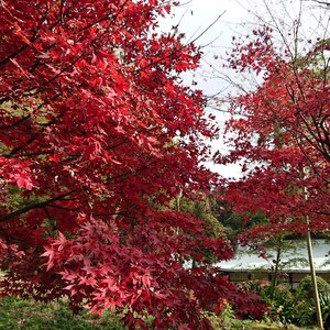 ひさびさ開催 紅葉ライド